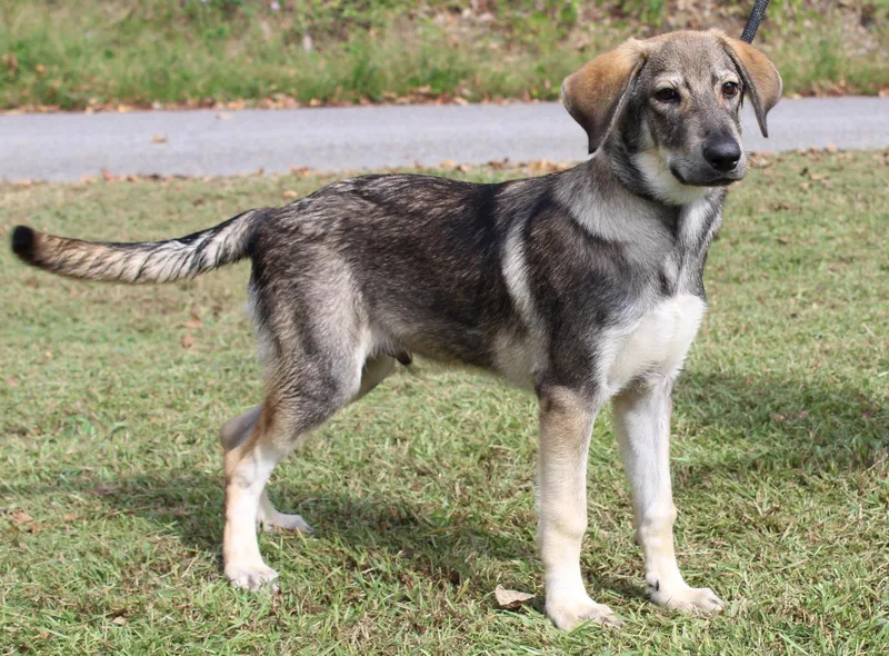 A baby large-sized male Shepherd dog named Jaxon for adoption in Prattville, AL
