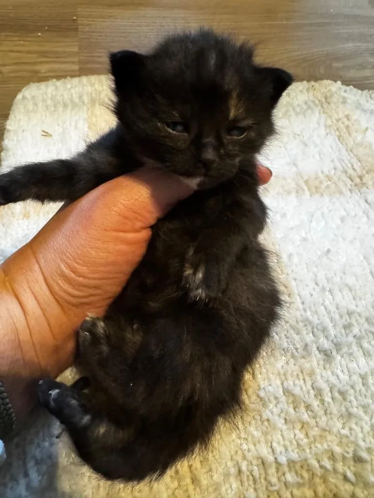 A baby medium-sized female Domestic Short Hair cat named Toffee for adoption in Johnson City, TN