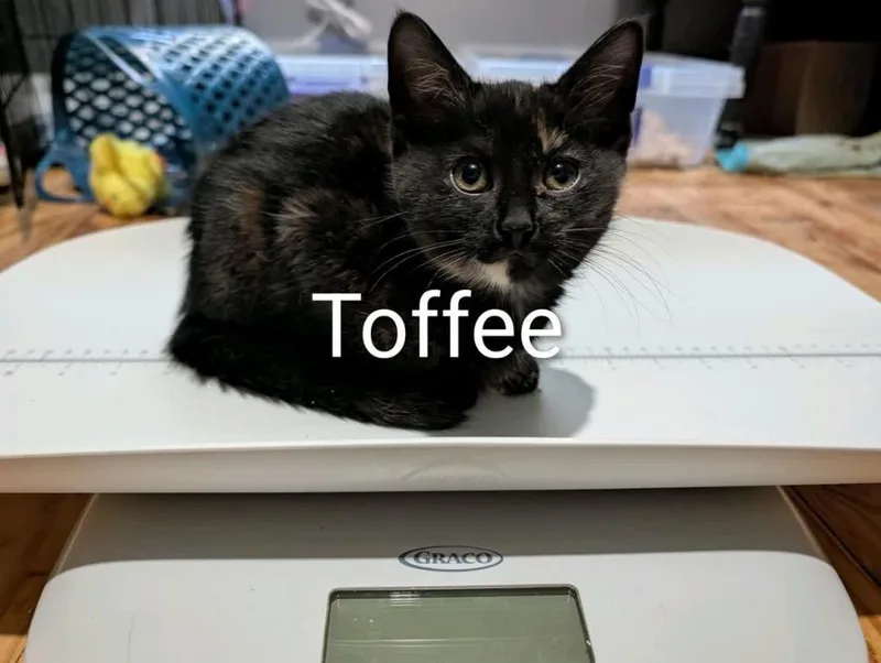 Toffee thumbnail 3