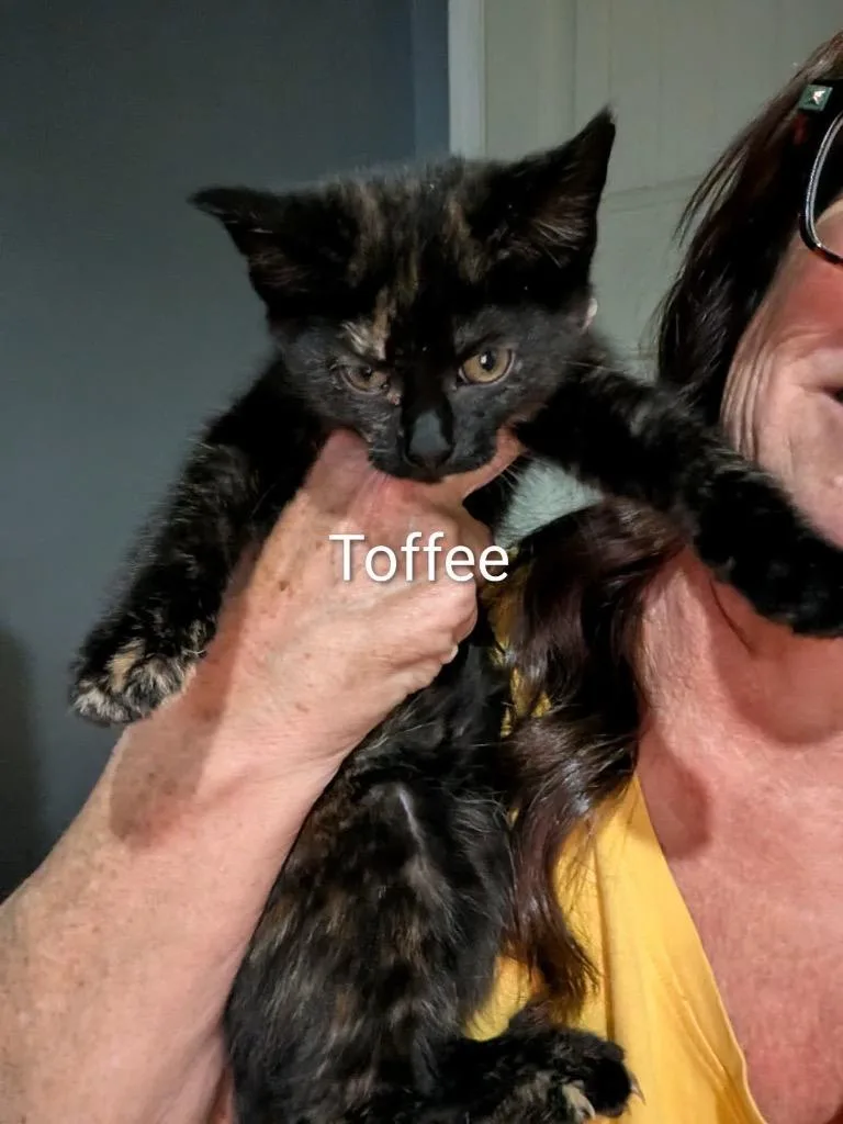 Toffee thumbnail 4