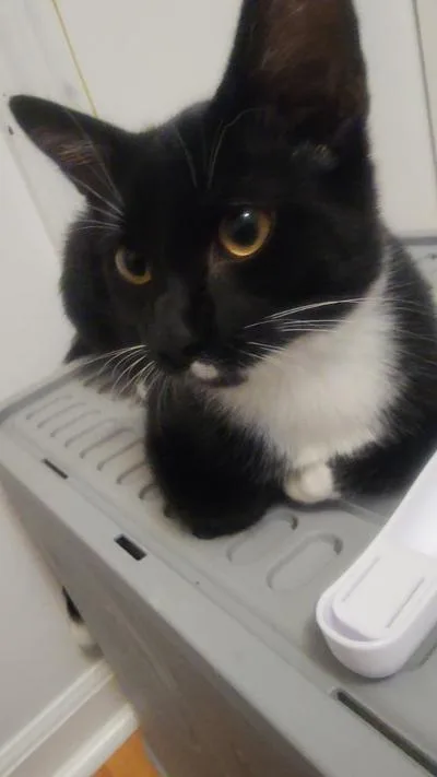 A baby medium-sized male Black & White / Tuxedo Domestic Short Hair cat named Mallow for adoption in Mokena, IL