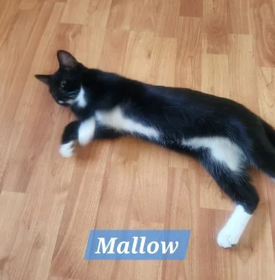 Mallow thumbnail 2