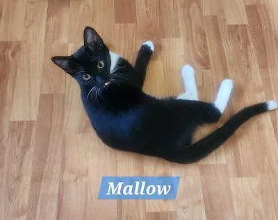 Mallow thumbnail 3