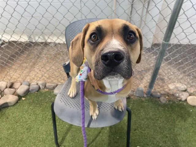 A young large-sized female Pit Bull Terrier dog named Diva for adoption in Phoenix, AZ