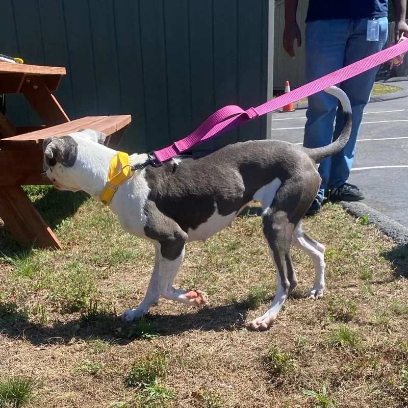A young medium-sized female Gray / Blue / Silver Pit Bull Terrier dog named Rain for adoption in King George, VA