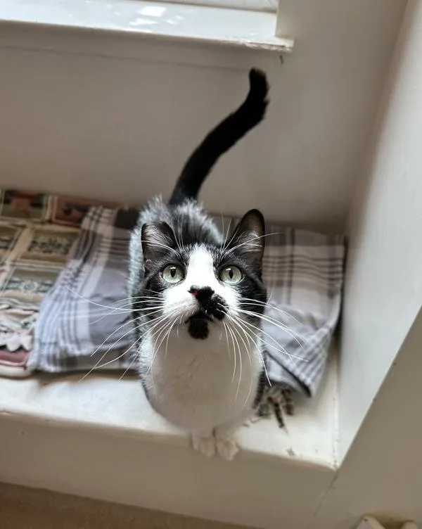 An adult medium-sized male Domestic Short Hair cat named Charm for adoption in Santa Rosa, CA