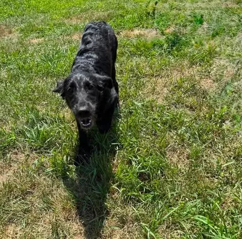 A young large-sized male Labrador Retriever dog named General for adoption in Pomfret Center, CT