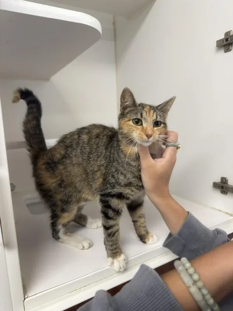 An adult small-sized female Domestic Short Hair cat named Gidget for adoption in Reisterstown, MD