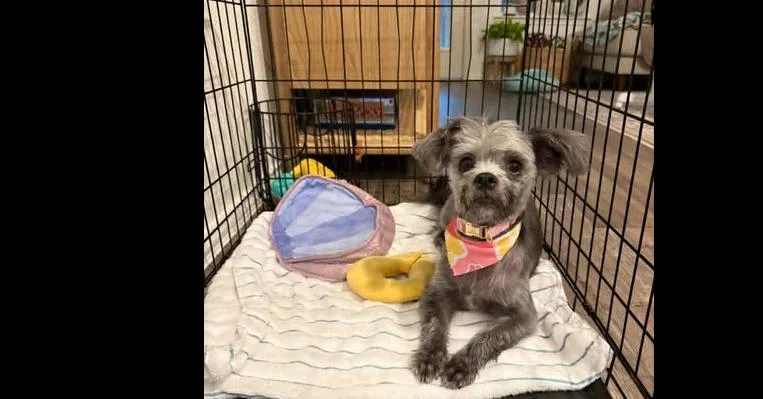 A young small-sized female Gray / Blue / Silver Maltese dog named Pamela for adoption in Richmond, TX