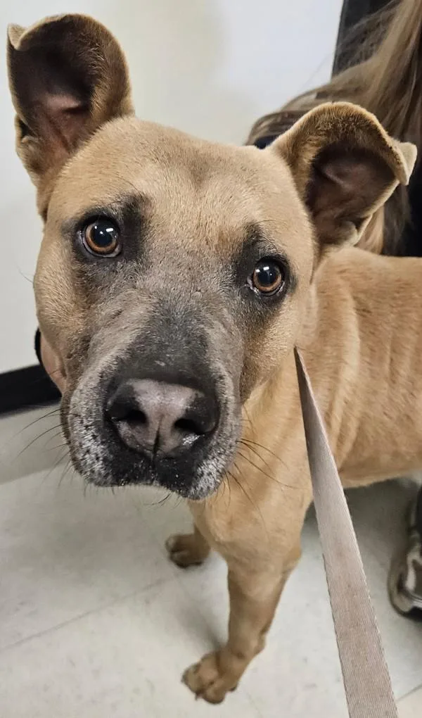 An adult large-sized male Pit Bull Terrier dog named Chance for adoption in Mobile, AL