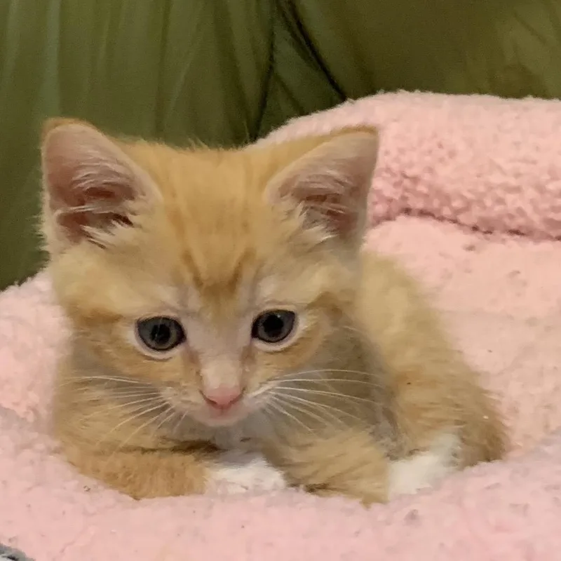 A baby small-sized male Orange / Red Domestic Short Hair cat named Punk for adoption in Keizer, OR
