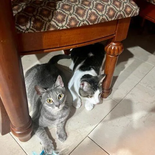 A young medium-sized male Gray & White Domestic Short Hair cat named KingKat for adoption in Tampa, FL