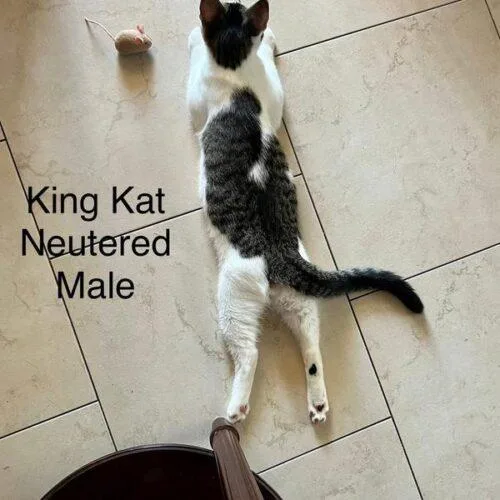 KingKat thumbnail 3