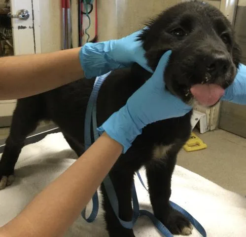 A baby small-sized female Labrador Retriever dog named Jenna for adoption in Riverside, CA