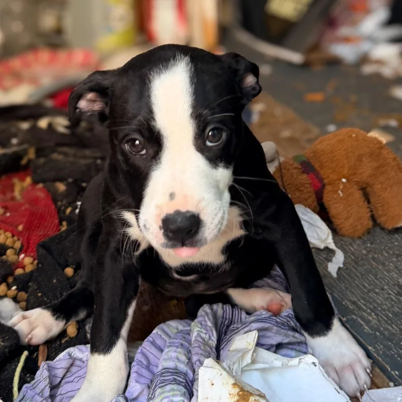 A baby small-sized female Black Mixed Breed dog named Quinn for adoption in Branson, MO