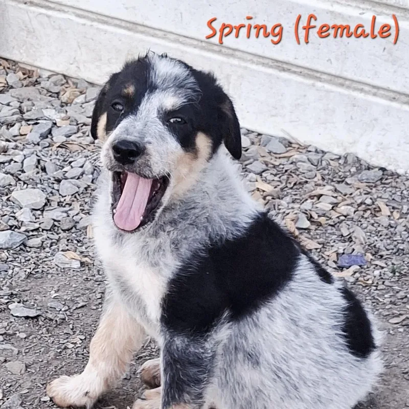 A baby medium-sized female Tricolor (Brown, Black, & White) Australian Shepherd dog named Spring for adoption in Albany, NY