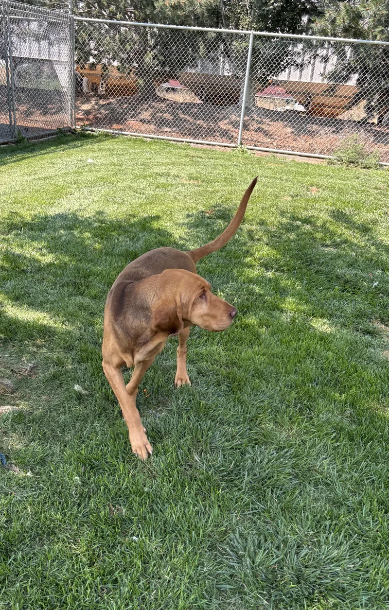 Copper
