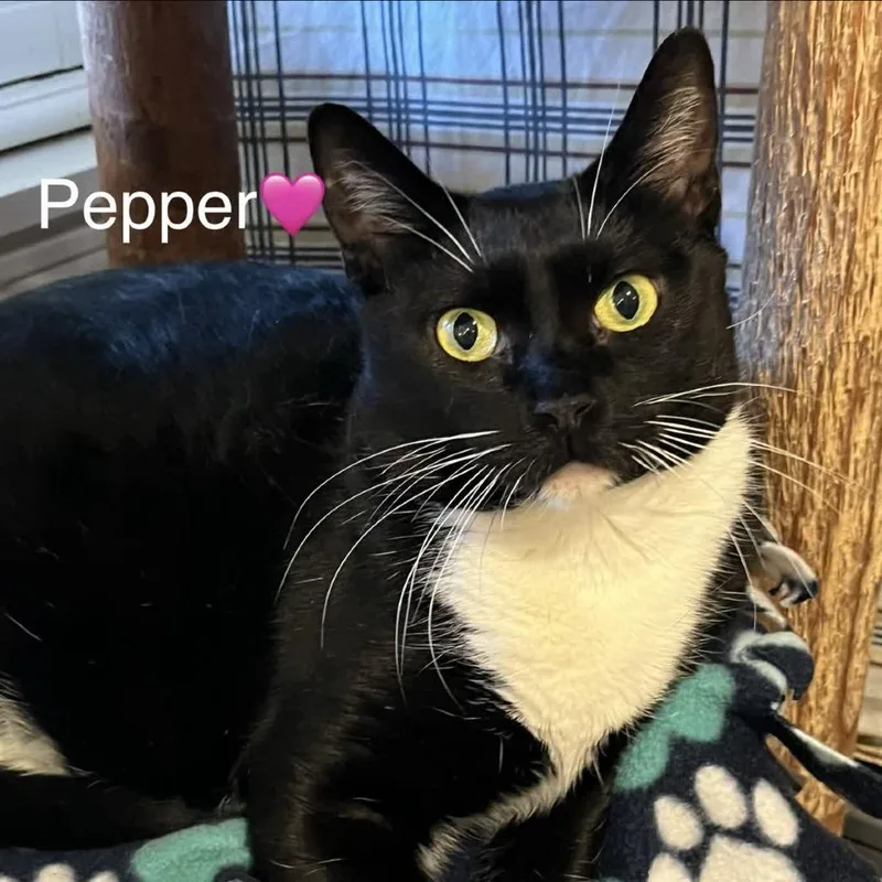 Pepper thumbnail 3
