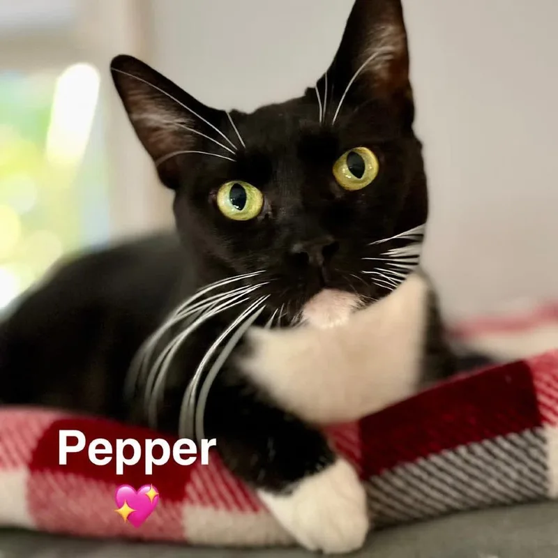 Pepper thumbnail 6