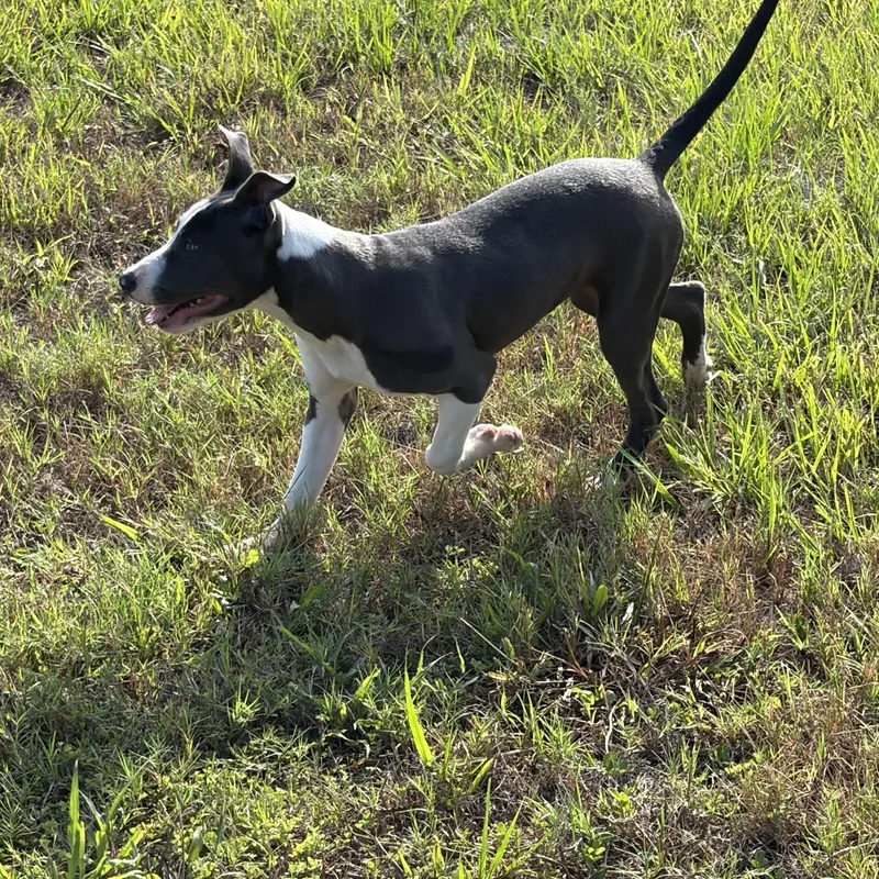 A baby medium-sized female Gray / Blue / Silver Pit Bull Terrier dog named Peachy for adoption in Lorida, FL
