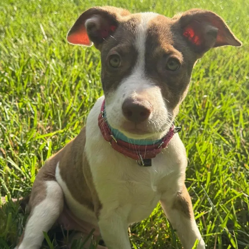 A baby medium-sized female Yellow / Tan / Blond / Fawn Mixed Breed dog named Marion for adoption in Fredericksburg, VA
