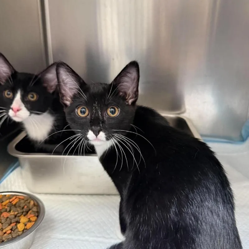 A baby medium-sized male Black Domestic Short Hair cat named Sandy Paws V for adoption in Spokane, WA