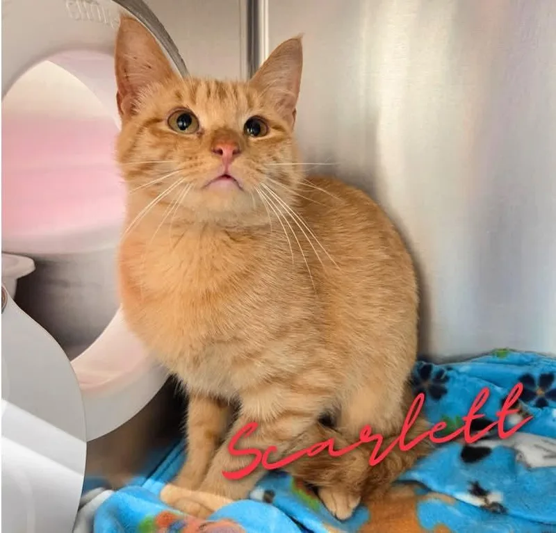 A young medium-sized female Tabby (Orange / Red) Domestic Short Hair cat named Scarlett for adoption in Nevada, IA