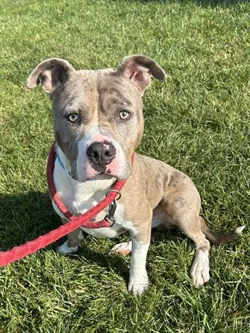 A young medium-sized male Pit Bull Terrier dog named Kelpie for adoption in Dayton, OH