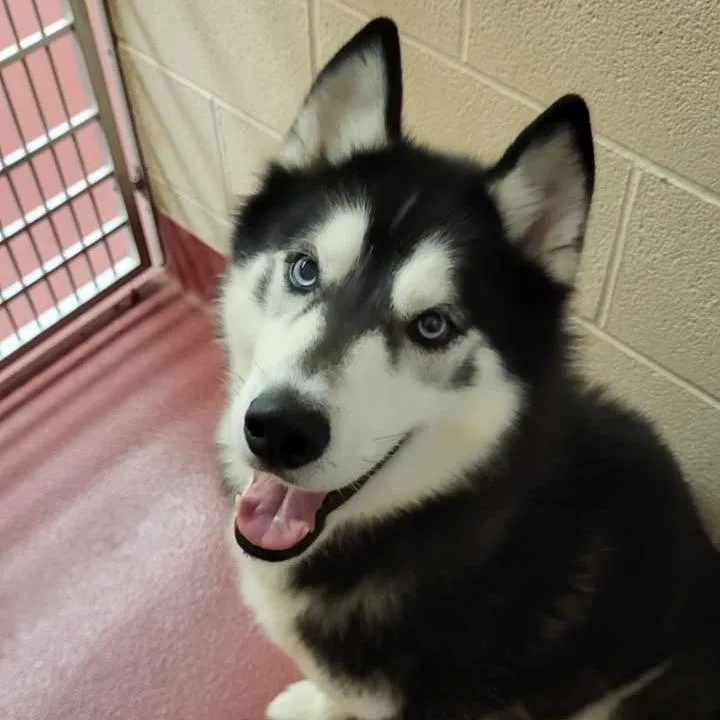 An adult medium-sized male Black Husky dog named Wolfie for adoption in Waynesboro, PA