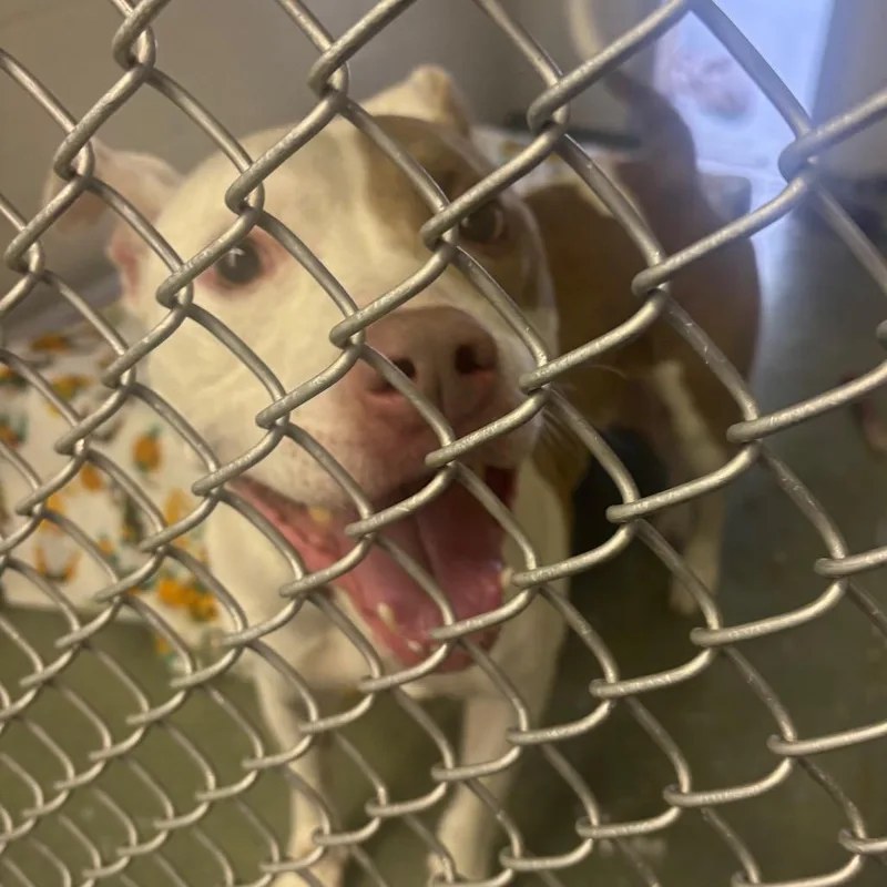 A senior medium-sized male Pit Bull Terrier dog named Oslo for adoption in Birdsboro, PA