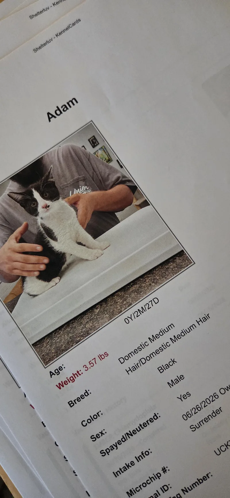 A young medium-sized male Black & White / Tuxedo Tuxedo cat named Adam for adoption in Evansville, IN