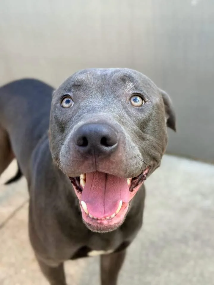 A young medium-sized male Gray / Blue / Silver Pit Bull Terrier dog named Baby Hugs for adoption in Chicago, IL