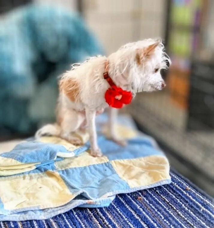 An adult small-sized female Terrier dog named Baby Girl for adoption in Evergreen, CO
