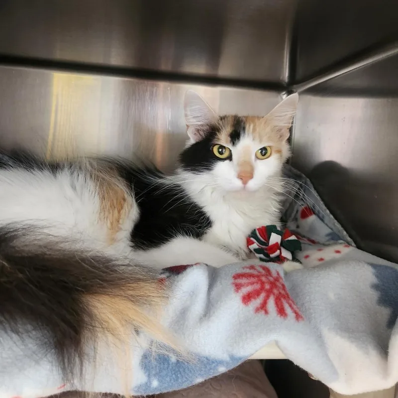 A young small-sized female Calico Domestic Medium Hair cat named Spare for adoption in Brockton, MA