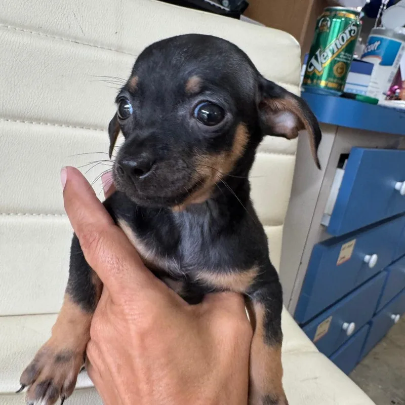 Chiweenie Dash