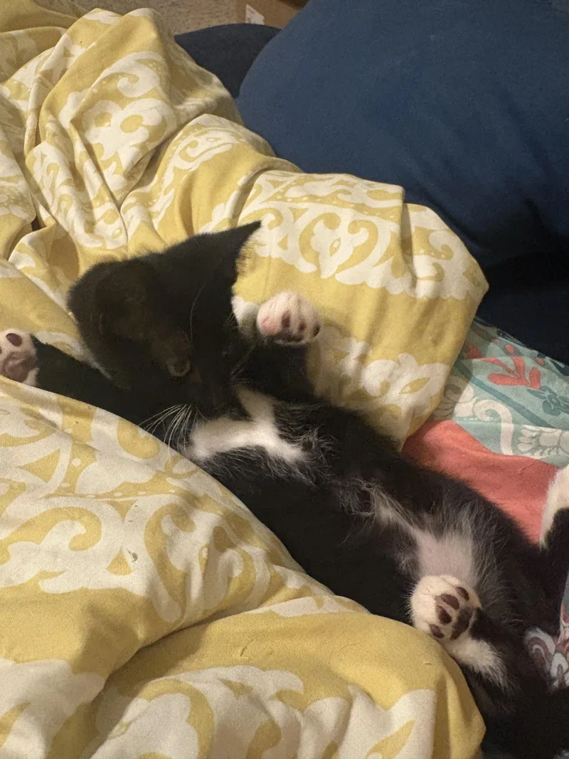 A baby medium-sized male Black & White / Tuxedo Domestic Short Hair cat named Benz for adoption in Broomall, PA