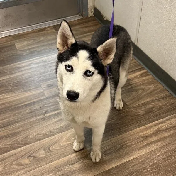 An adult large-sized female Siberian Husky dog named Storm for adoption in San Diego, CA