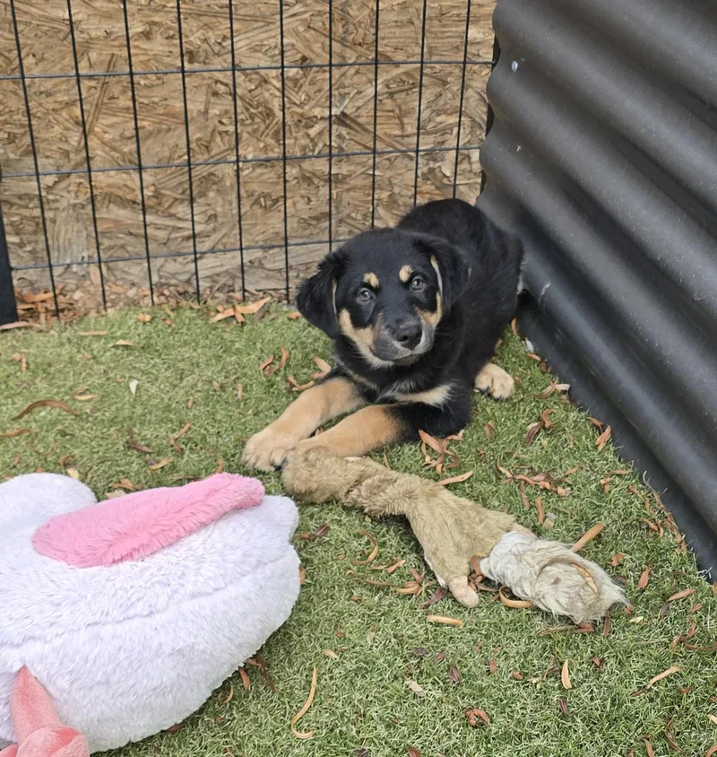 Coco