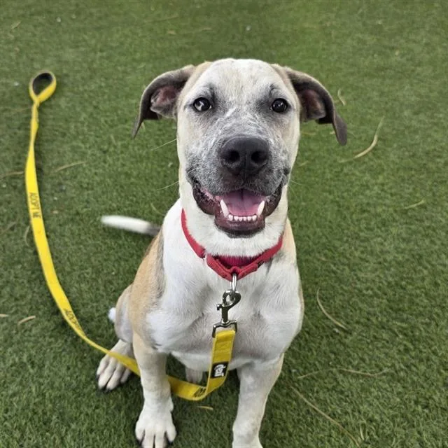 A young medium-sized male Mastiff dog named Stirfry for adoption in Las Vegas, NV