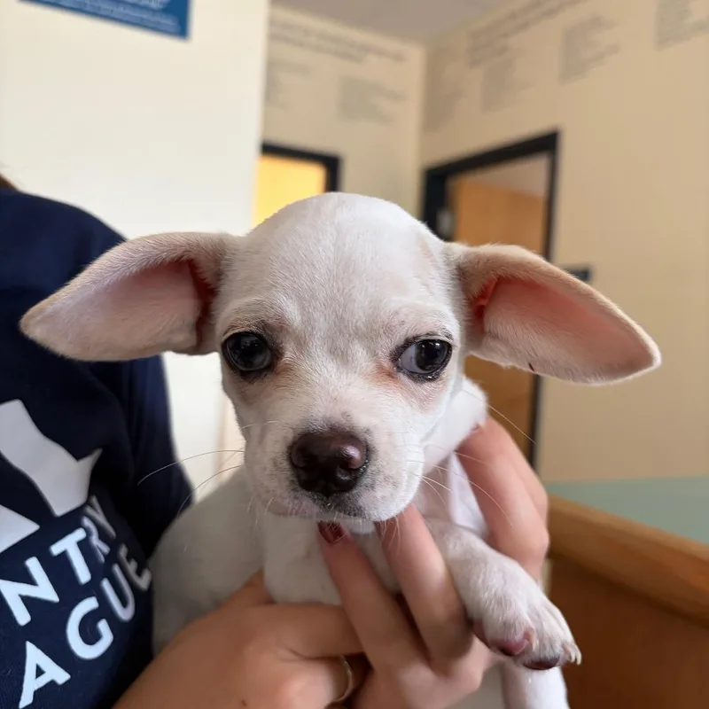 A baby small-sized male White / Cream Pug dog named Aphid for adoption in Morrisville, VT