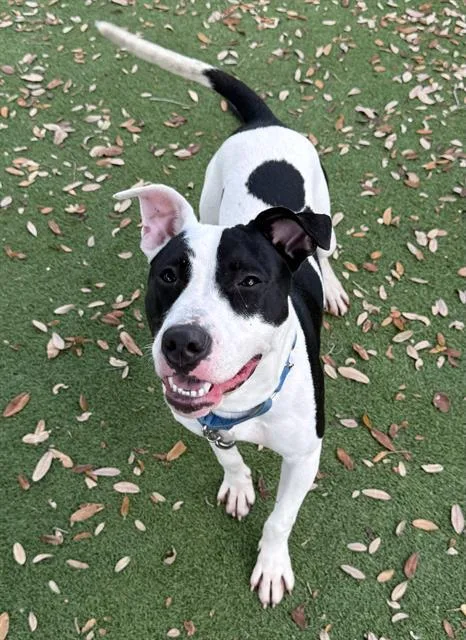 A young large-sized male Mixed Breed dog named Angus for adoption in Palmetto, FL