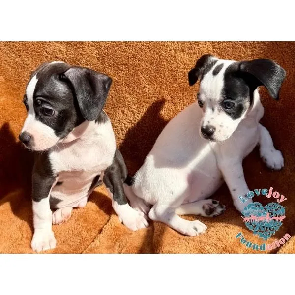 Molly Mae Litter