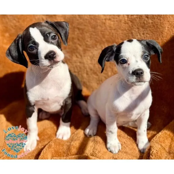 Molly Mae Litter thumbnail 2