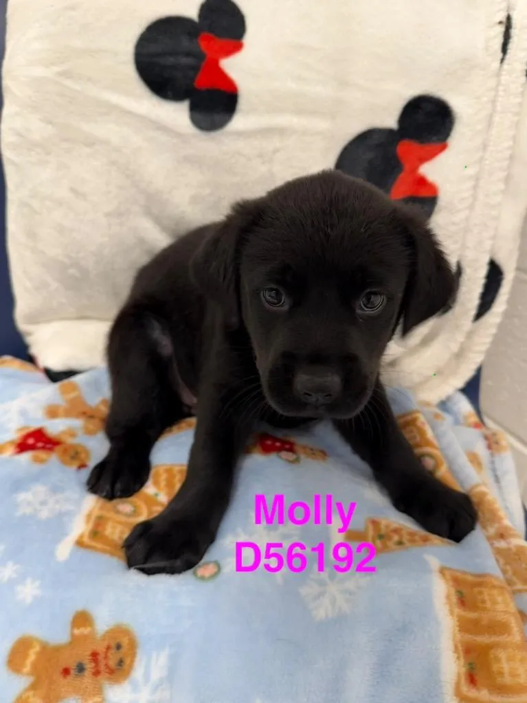 Molly