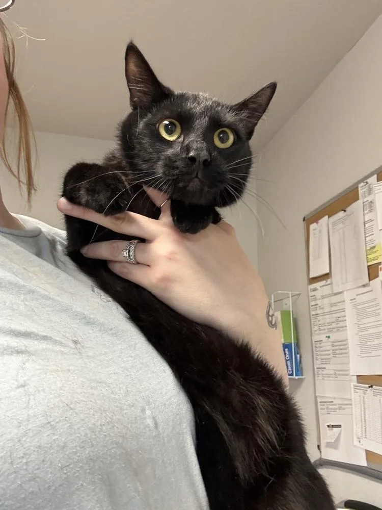 An adult small-sized male Black Domestic Short Hair cat named Rory for adoption in Bolivar, MO