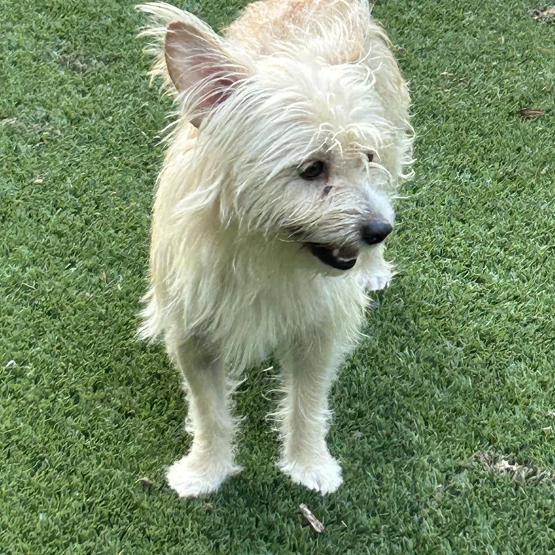 A young small-sized male Yellow / Tan / Blond / Fawn Cairn Terrier dog named Snickers for adoption in Sarasota, FL