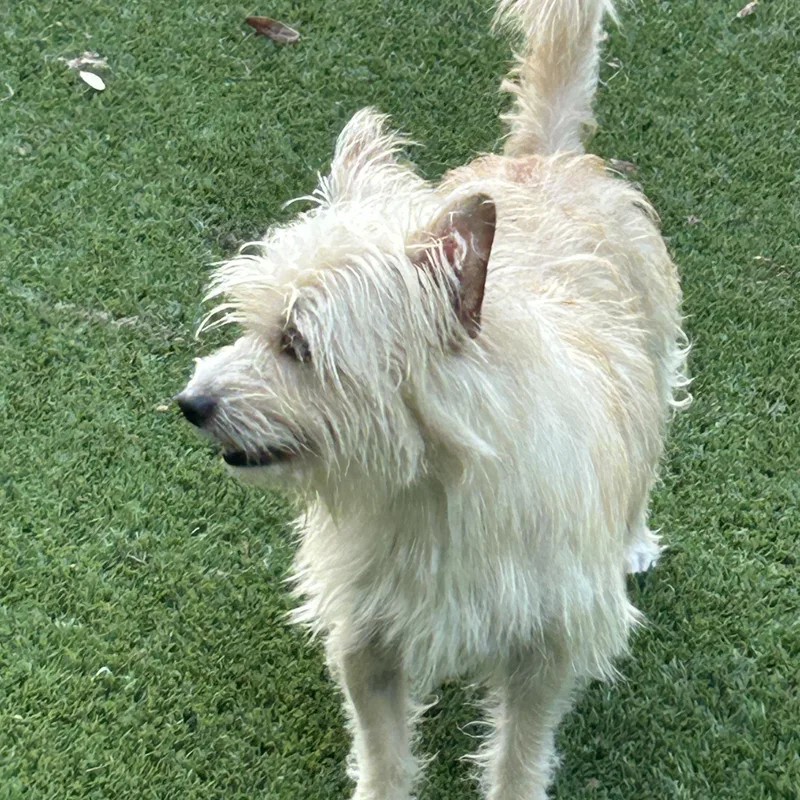Snickers thumbnail 2