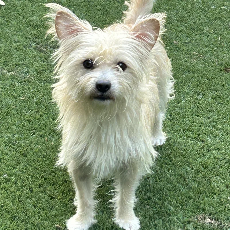 Snickers thumbnail 3