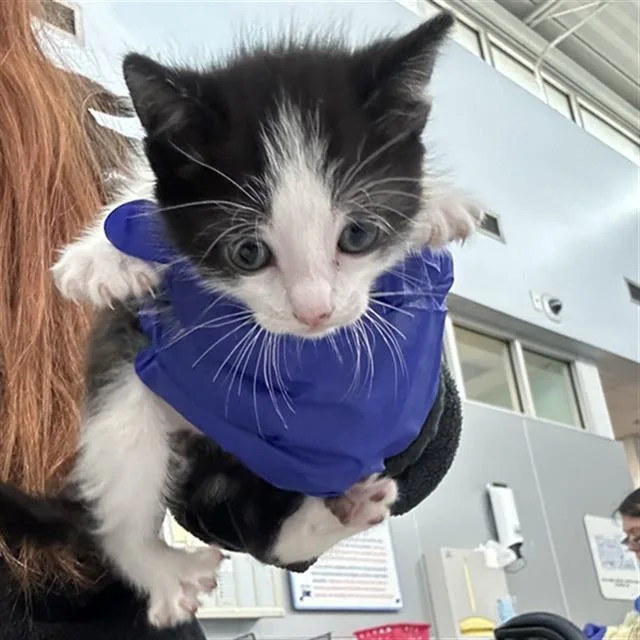 A baby medium-sized male Domestic Short Hair cat named Dratini for adoption in Dallas, TX