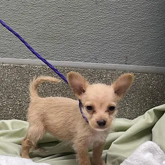 A baby small-sized female Terrier dog named Scry for adoption in Las Vegas, NV